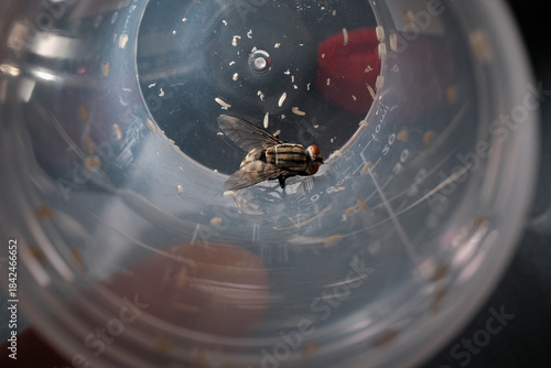 Quadro em tela The Cycle of Life: Adult Fly Surrounded by Its Offspring, Illustrating the Larva