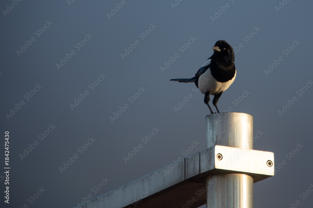 custom made wallpaper toronto digitalBird perched on a metal fence.