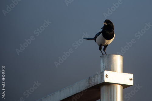 Wallpaper Mural Bird perched on a metal fence. Torontodigital.ca