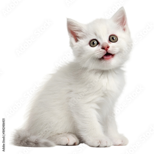 Cute White Kitten on White Backdrop on transparent background