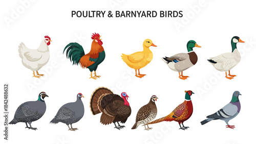 Illustration of ten poultry and barnyard birds on a white background