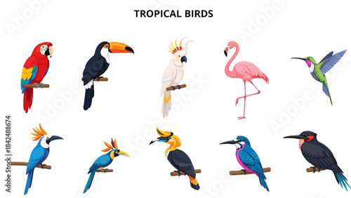 Ten distinct tropical birds illustrated in two rows on a white background
