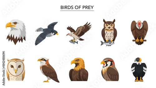 Ten illustrations of various birds of prey arranged in two rows
