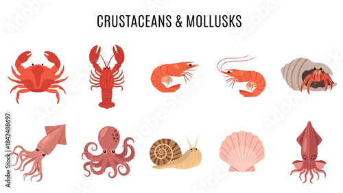 Ten seafood illustrations including crustaceans and mollusks on white