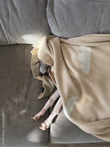 Cozy whippet dog sleeping under blanket on couch