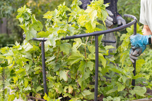 Two people are tying up a currant bush. People are tending the garden.