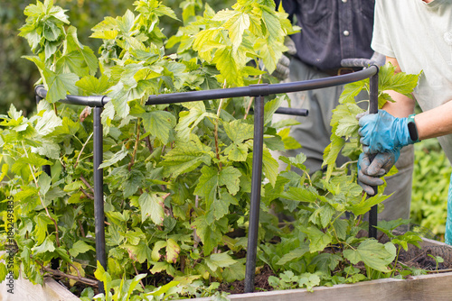 Two people are tying up a currant bush. People are tending the garden.