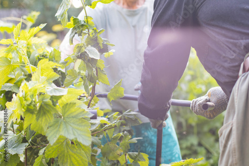 Two people are tying up a currant bush. People are tending the garden.
