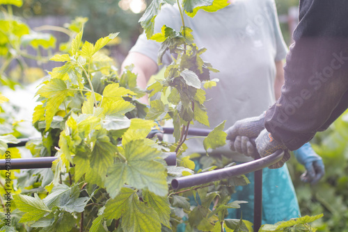 Two people are tying up a currant bush. People are tending the garden.