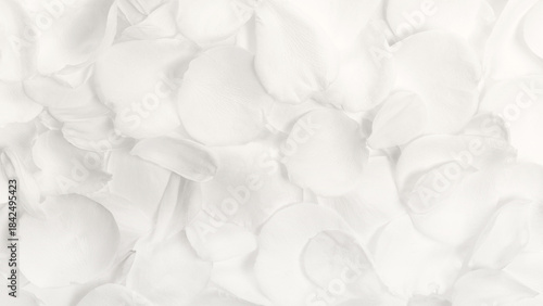 Wide 16x9 macro texture of white rose petals in soft airy Cloud Dancer color palette, elegant floral background for beauty branding, spa design, luxury packaging, wellness visuals, clean minimal