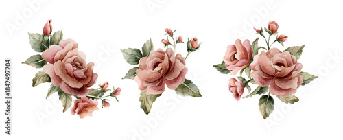 Roses with buds and leaves. Dusty pink garden flower arrangements set. Watercolor hand painted floral isolated illustration on white background for wedding design home textile porcelain crockery card