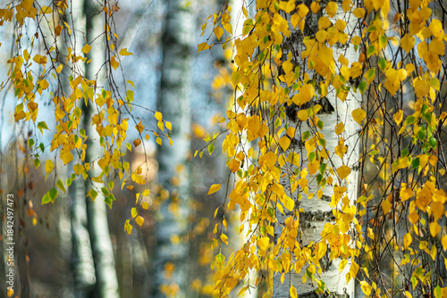 Trunks of white birches on a clear autumn day in a city park.