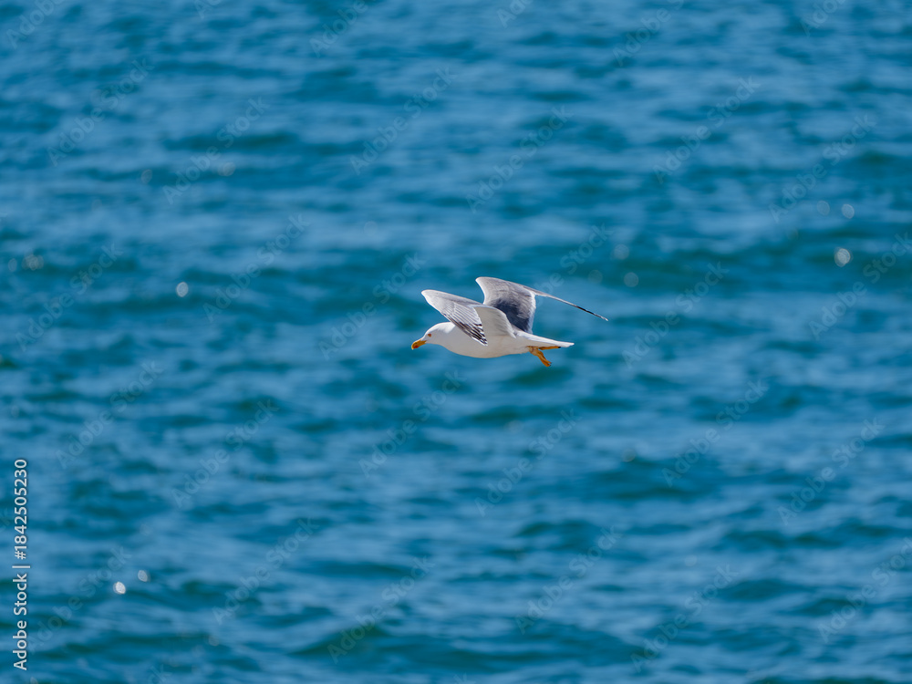 Obraz premium A Yellow-legged gull, of the species 