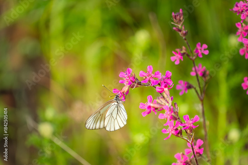 Butterfly on pink flowers in the garden, nature background. A butterfly (Aporia crataegi) collects pollen from a flower named Sticky catchfly or Clammy campion (Viscaria vulgaris)