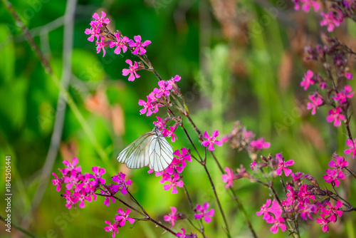 Butterfly on pink flowers in the garden, nature background. A butterfly (Aporia crataegi) collects pollen from a flower named Sticky catchfly or Clammy campion (Viscaria vulgaris)
