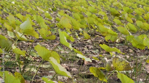 the leaves of the sacred lotus plant