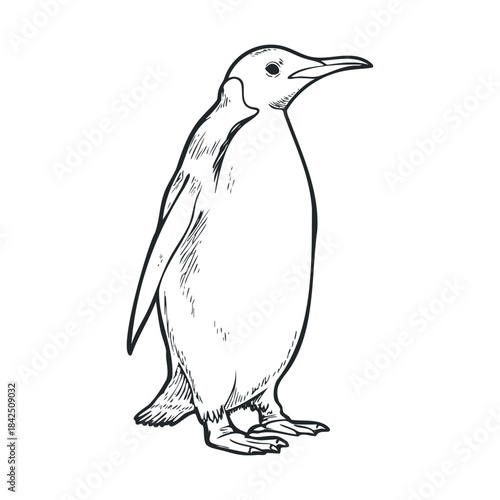 A simple black and white line drawing of a charming penguin standing elegantly, perfect for educational materials, naturethemed branding, or engaging childrens book illustrations.