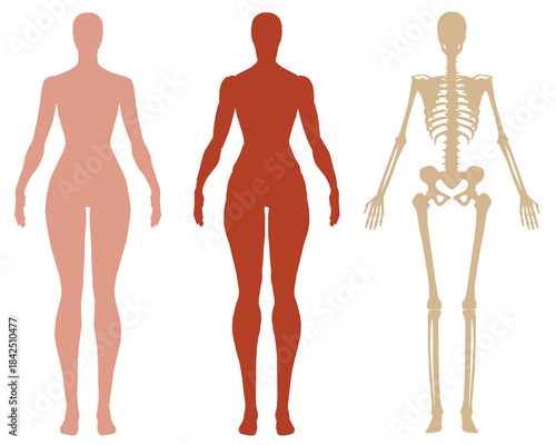 Three vibrant female silhouettes in different colors reveal a skeleton and muscle structure on a white background. This artistic composition creates a dynamic and educational visual. Front view