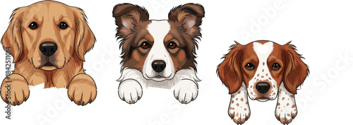 Adorable Collection of Three Popular Dog Breeds Vector Illustration Featuring Golden Retriever, Border Collie, and Brittany Spaniel Portraits Isolated on White Background.
