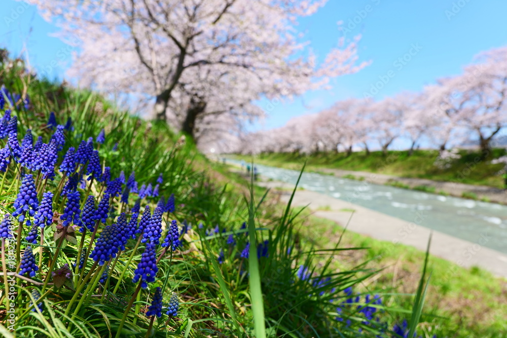 Fototapeta premium 春の四重奏で知られる、舟川べり桜並木。朝日、富山、日本。４月上旬。