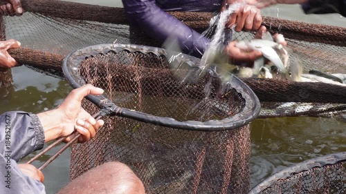 people harvesting or transferring fish, likely common carp using a net 