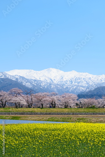 春の四重奏で知られる、舟川べり桜並木。朝日、富山、日本。４月上旬。