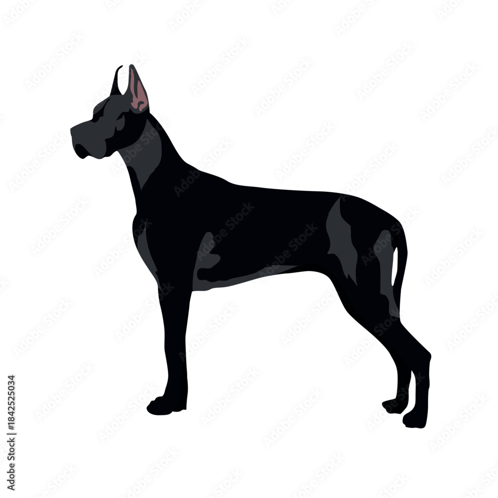 Obraz premium Black Doberman dog isolated cartoon vector.eps