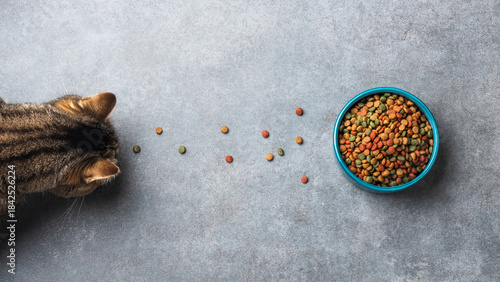 Striped cat sniffing scattered colorful kibble leading to a full blue bowl of dry pet food on gray textured stone background.
