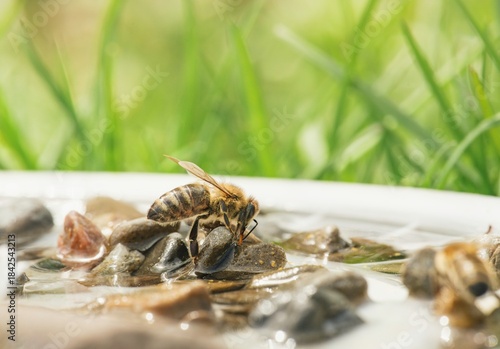 Tableau sur toile A Honeybee delicately drinks water from a shallow dish filled with rocks, provid