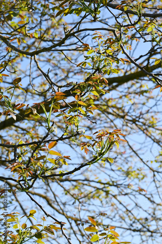 Fototapeta premium Echte Walnuß, Juglans regia