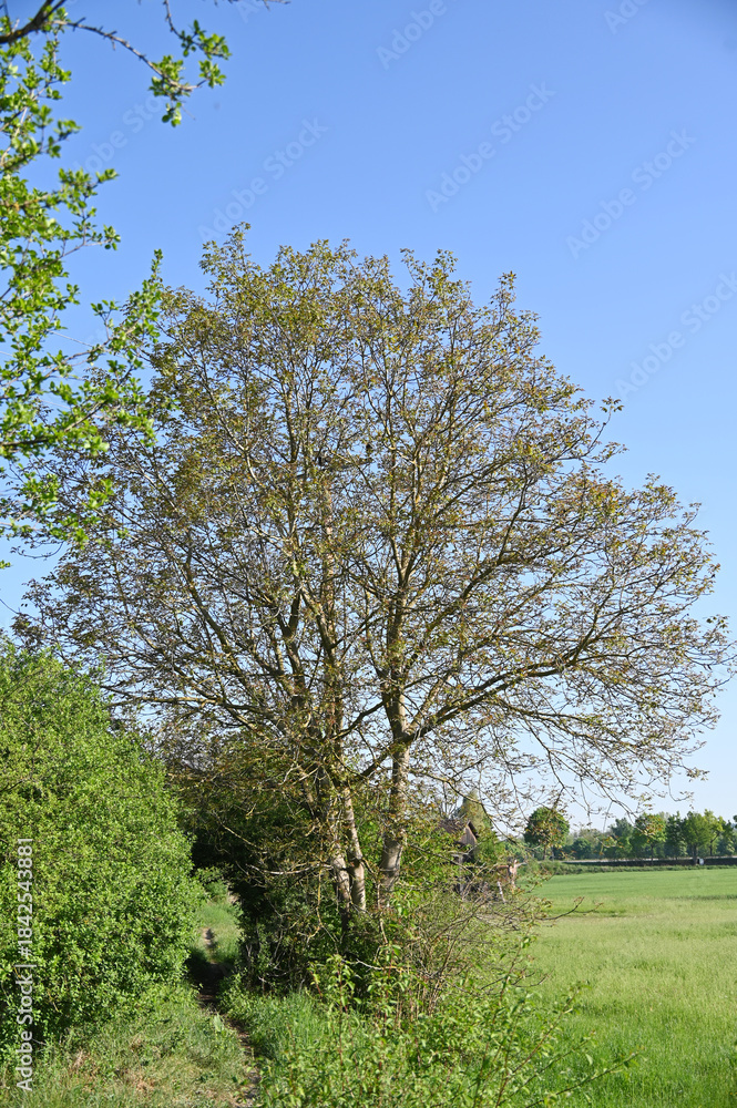 Naklejka premium Echte Walnuß, Juglans regia