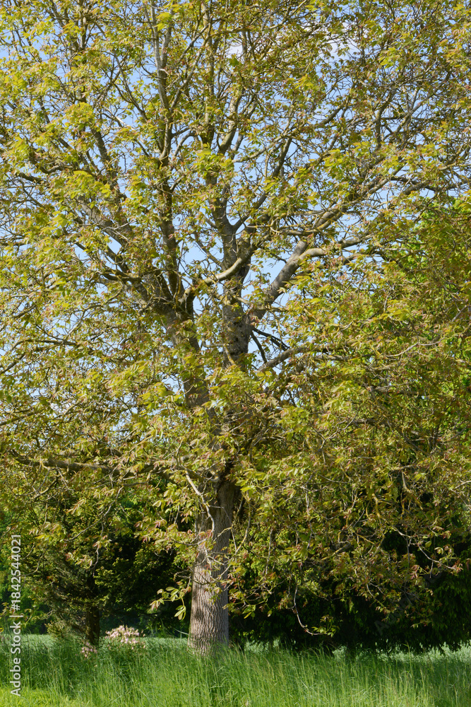 Obraz premium Echte Walnuß, Juglans regia