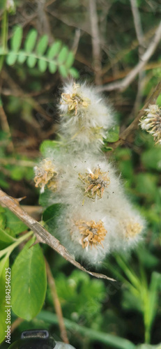Dandelion in full bloom with delicate white seeds ready to disperse against a vibrant green background