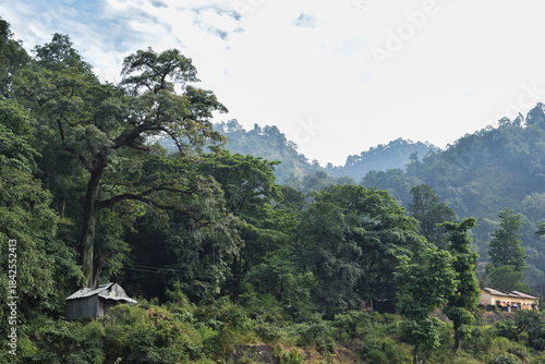 A tin house in the forest 