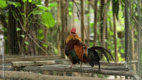 A red junglefowl rooster is crowing 