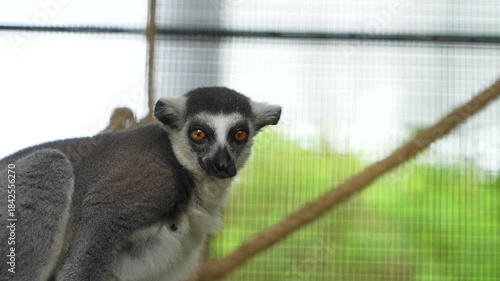 A lemur making eye contact 
