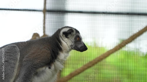 A medium shot of a lemur looking away in an animal shelter