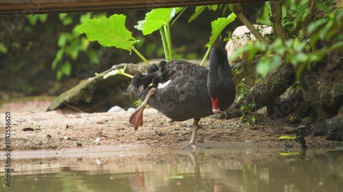 A drummer rail is drinking water and scratching itself 