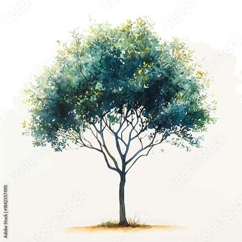 Chinese Elm Tree, watercolor clipart vector, isolated on a white background.