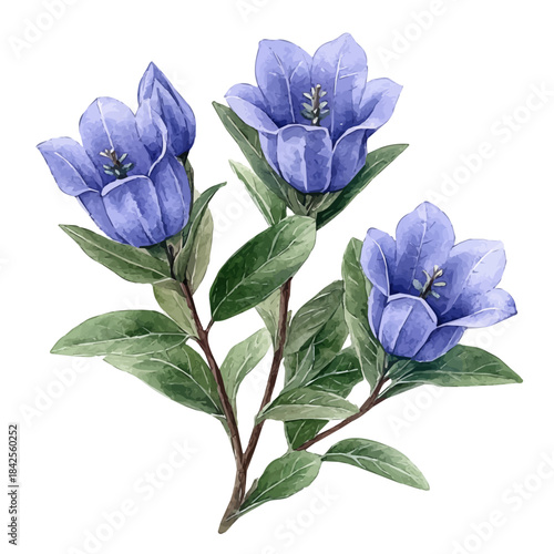 Campanula Plant, watercolor illustration vector, isolated on a white background.