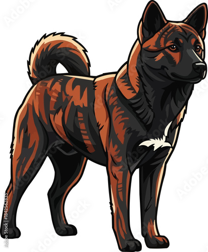 Kai Ken dog standing alert looking away focused pose