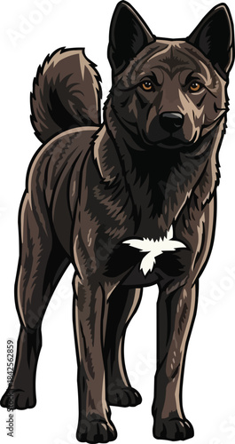 Kai Ken dog standing alert facing front intense gaze