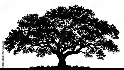 Mighty tree silhouette vector graphic. Strong, established oak-like tree symbol isolated on white background, representing nature, growth, and life.