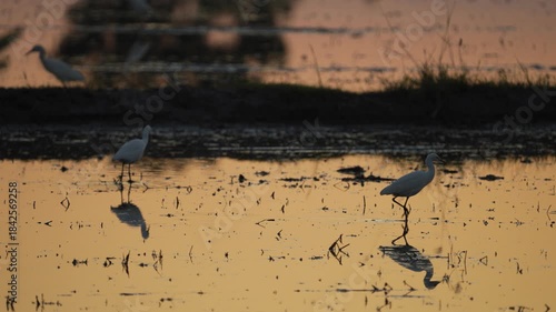 Birds in the pond and a sunset view.
