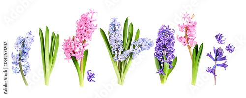 Hyacinth flowers with stem and leaves in pink, purple and blue colors. Flat lay photography isolated.PNG without shadow. Spring floral collection banner. Seasonal concept.