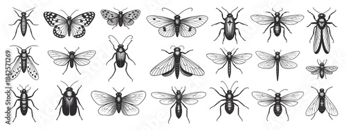 Hand-Sketched Insects Collection with Detailed Beetles, Bugs, Butterflies, Dragonfly, Cicada, Moths, and Bees Illustrated in Classic Entomological Vector Drawing Style
