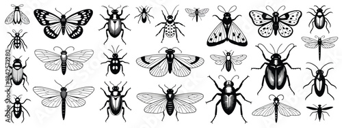 Hand-Sketched Insects Collection with Detailed Beetles, Bugs, Butterflies, Dragonfly, Cicada, Moths, and Bees Illustrated in Classic Entomological Vector Drawing Style