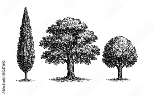 Detailed ink drawings of cypress, oak, and round trees against white background