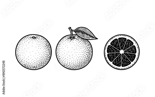 Detailed black and white citrus set: whole orange with leaf and cross section