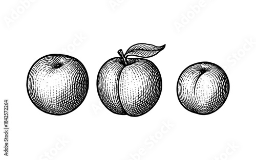 Elegant hand-drawn apples and peaches: vintage fruit collection